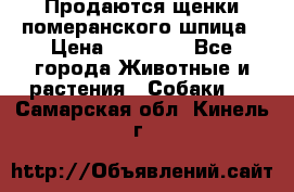 Продаются щенки померанского шпица › Цена ­ 45 000 - Все города Животные и растения » Собаки   . Самарская обл.,Кинель г.